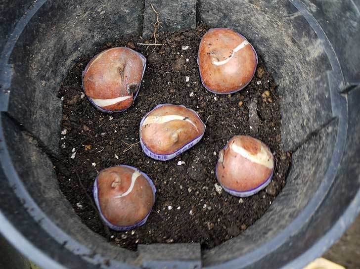 チューリップの球根をスリット鉢に植えた。2015年-3.jpg