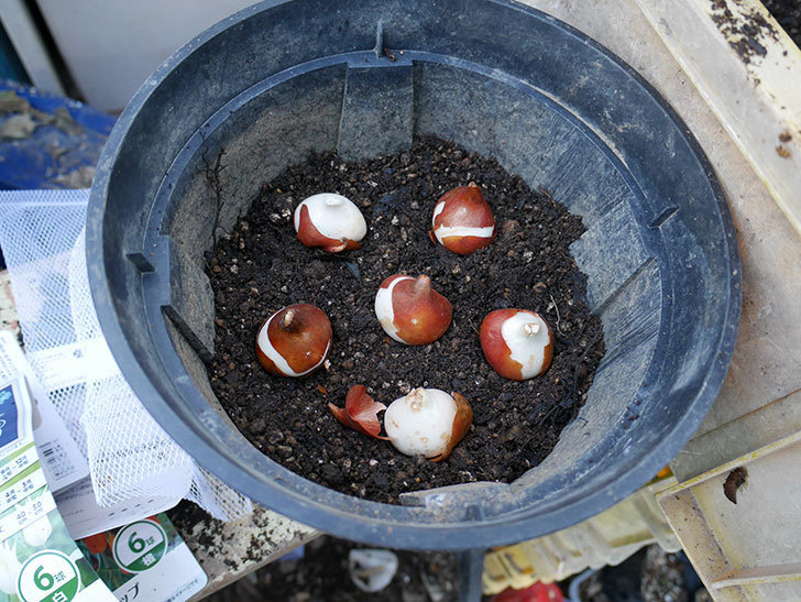 チューリップの球根をスリット鉢に植えた。2017年-7.jpg