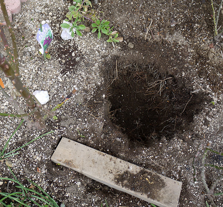 ツルうらら(ツルバラ)に穴を掘って寒肥をやった。2017年-1.jpg