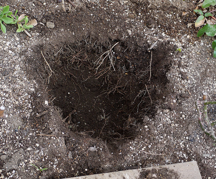 ツルうらら(ツルバラ)に穴を掘って寒肥をやった。2017年-3.jpg