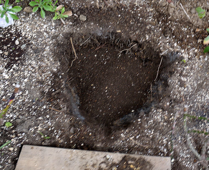 ツルうらら(ツルバラ)に穴を掘って寒肥をやった。2017年-6.jpg