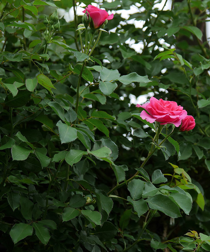 ツルうらら(ツルバラ)の2番花が咲いた。2019年-13.jpg