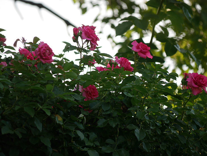 ツルうらら(Urara Climbing)の2番花が増えてきた。ツルバラ。2020年-026.jpg