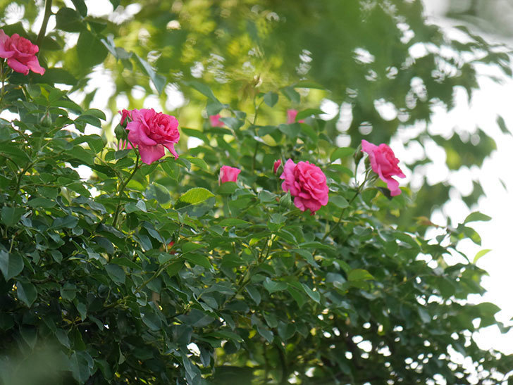 ツルうらら(Urara Climbing)の2番花が増えてきた。ツルバラ。2020年-027.jpg