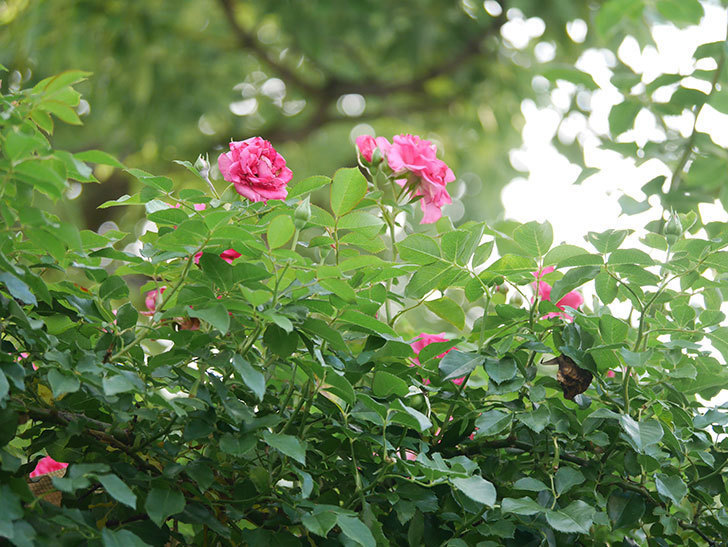 ツルうらら(Urara Climbing)の2番花が増えてきた。ツルバラ。2020年-030.jpg
