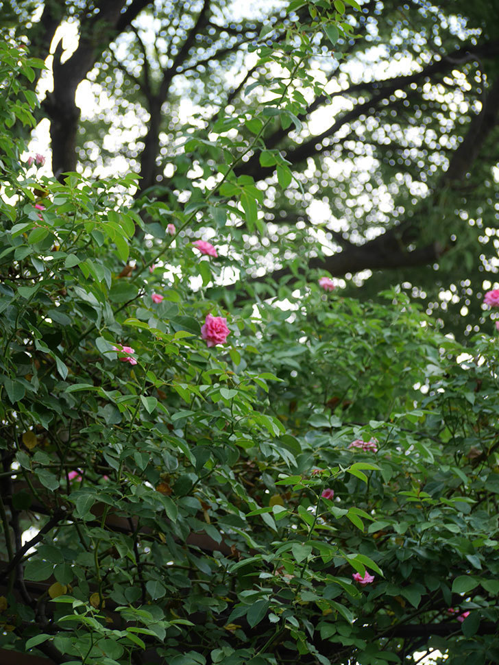 ツルうらら(Urara Climbing)の夏花。ツルバラ。2022年-0006.jpg