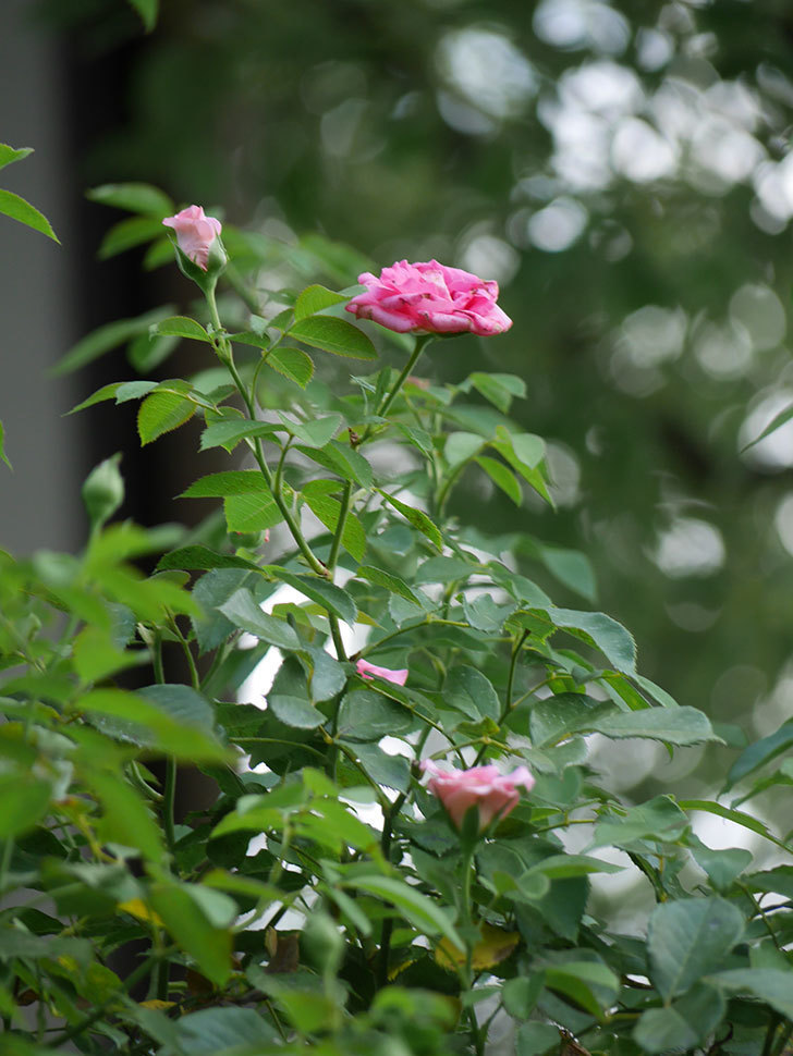 ツルうらら(Urara Climbing)の夏花。ツルバラ。2022年-0014.jpg