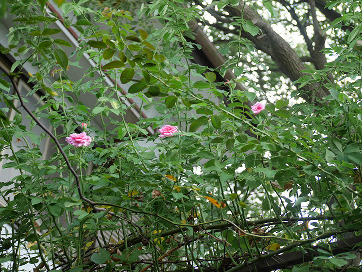 ツルうらら(Urara Climbing)の夏花。ツルバラ。2022年-0016.jpg