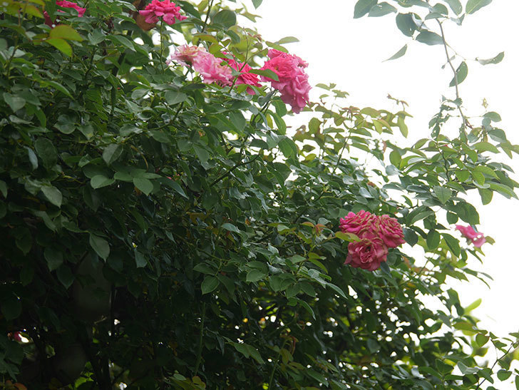 ツルうらら(Urara Climbing)の夏花が咲いた。ツルバラ。2020年-007.jpg