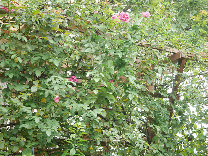 ツルうらら(Urara Climbing)の秋花が咲いた。ツルバラ。2021年-003.jpg