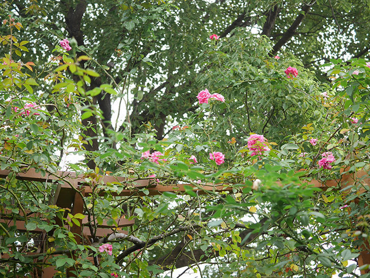 ツルうらら(Urara Climbing)の秋花が咲いた。ツルバラ。2021年-004.jpg