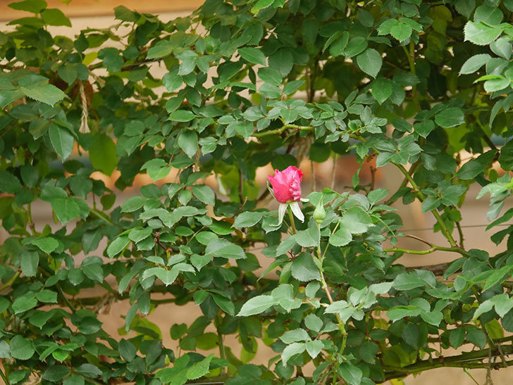 ツルうらら(Urara Climbing)の花がぽつぽつ咲きだした。ツルバラ。2021年-010.jpg