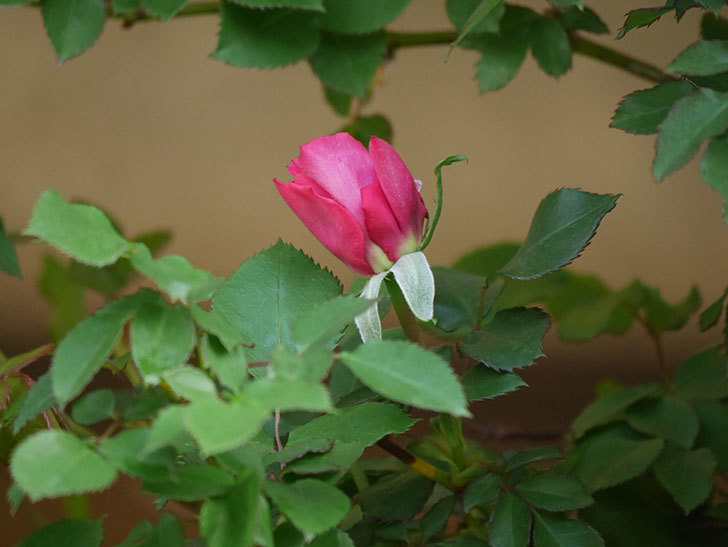 ツルうらら(Urara Climbing)の花が咲いた。ツルバラ。2021年-026.jpg