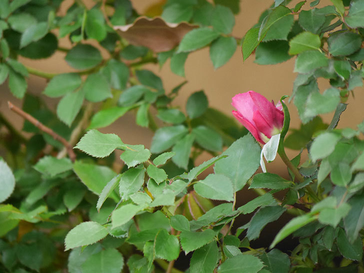 ツルうらら(Urara Climbing)の花が咲いた。ツルバラ。2021年-031.jpg