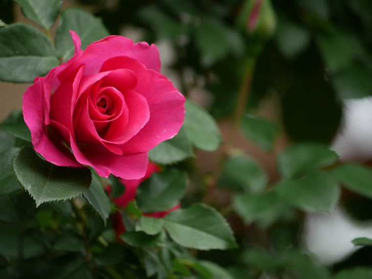 ツルうらら(Urara Climbing)の花が増えてきた。ツルバラ。2021年-028.jpg