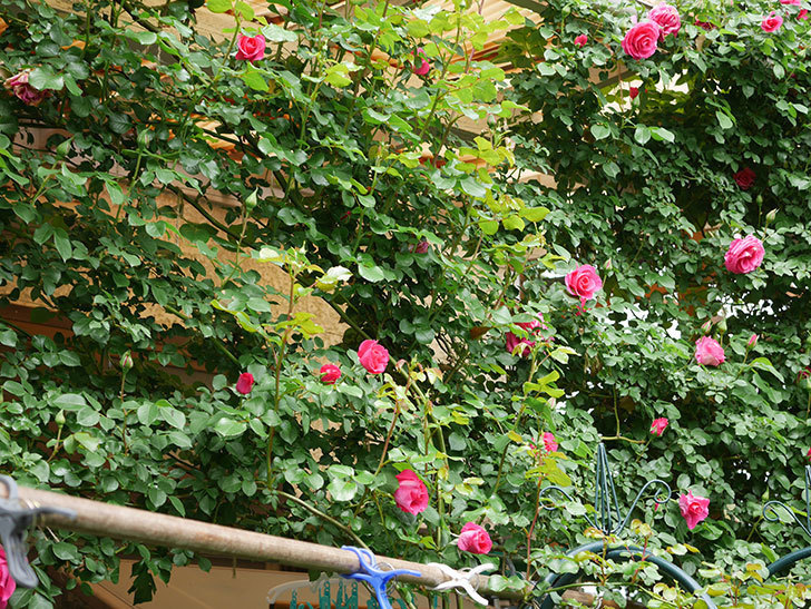 ツルうらら(Urara Climbing)の花が増えてきた。ツルバラ。2021年-051.jpg