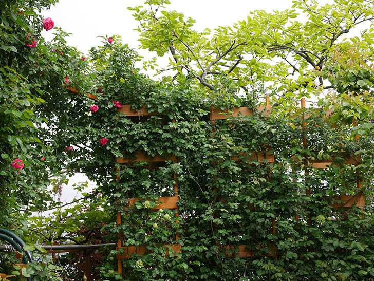 ツルうらら(Urara Climbing)の花が増えてきた。ツルバラ。2021年-057.jpg