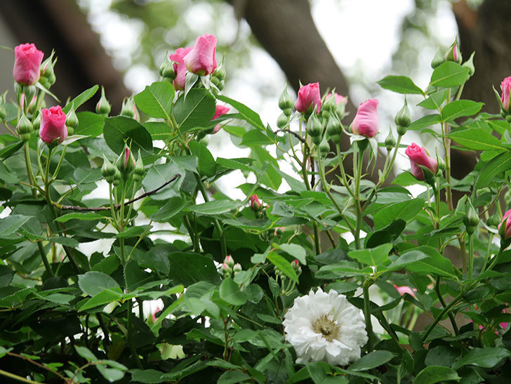 ツルうらら(Urara Climbing)の花が増えてきた。ツルバラ。2022年-018.jpg
