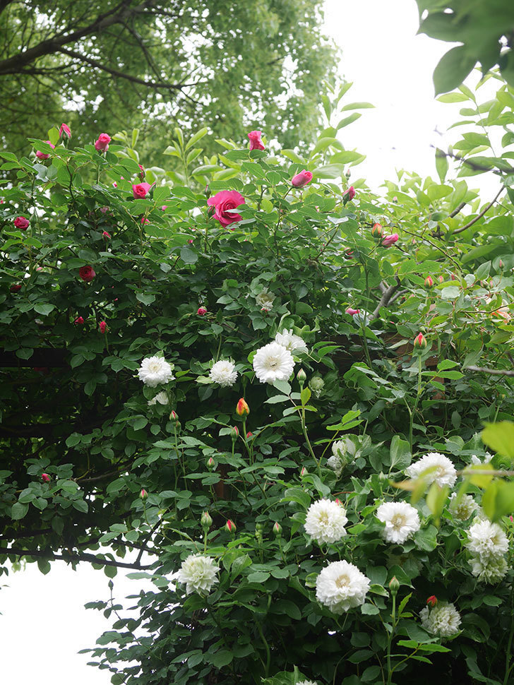 ツルうらら(Urara Climbing)の花が増えてきた。ツルバラ。2022年-022.jpg