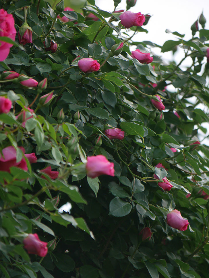 ツルうらら(Urara Climbing)の花が増えてきた。ツルバラ。2022年-033.jpg