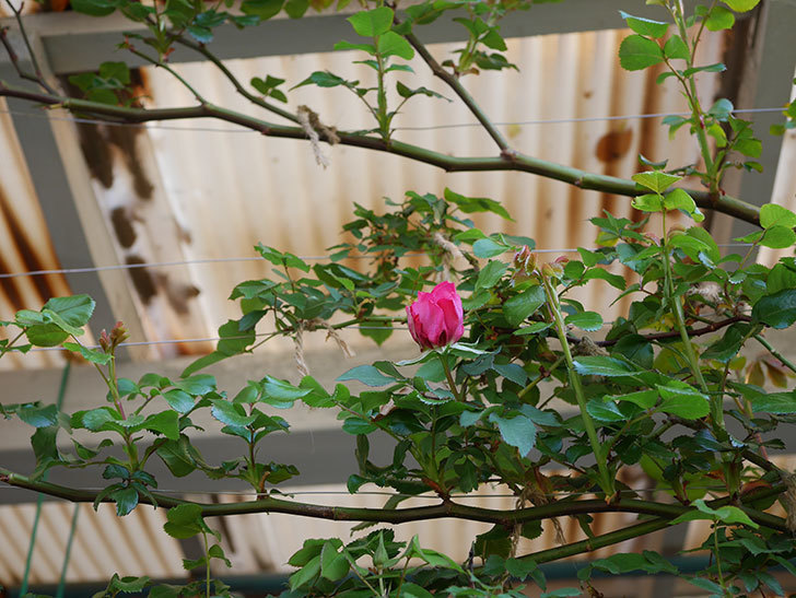 ツルうらら(Urara Climbing)の花が少し咲いた。ツルバラ。2021年-001.jpg