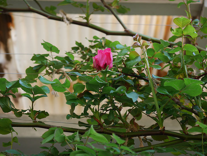 ツルうらら(Urara Climbing)の花が少し咲いた。ツルバラ。2021年-003.jpg