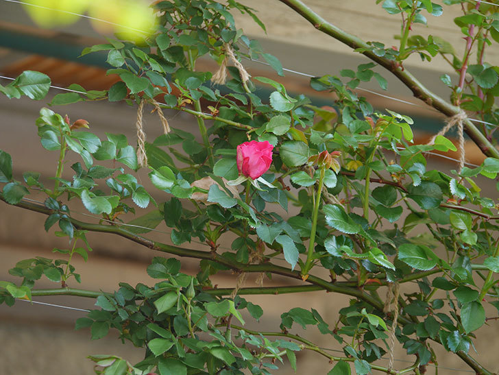 ツルうらら(Urara Climbing)の花が少し咲いた。ツルバラ。2021年-004.jpg