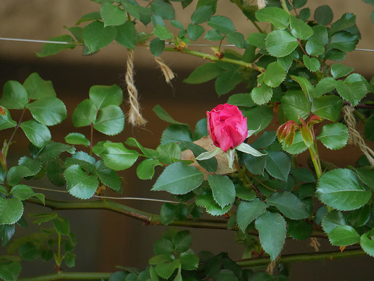 ツルうらら(Urara Climbing)の花が少し咲いた。ツルバラ。2021年-021.jpg