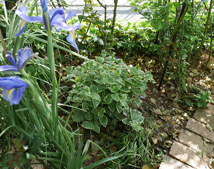 ツルニチニチソウの花が増えてきた。2018年-4.jpg