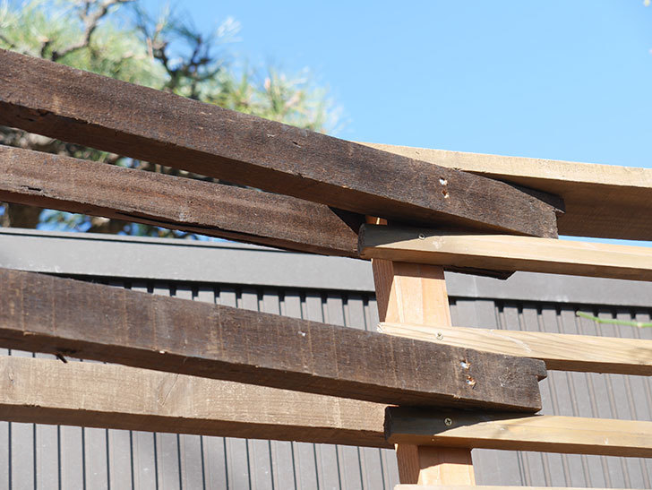 ツルバラ用の木材フェンスの補強(1)。入り口側の補強。2021年-016.jpg