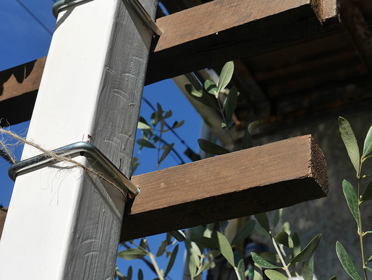 ツルバラ用の木材フェンスの補強(2)。玄関側の補強。2021年-028.jpg