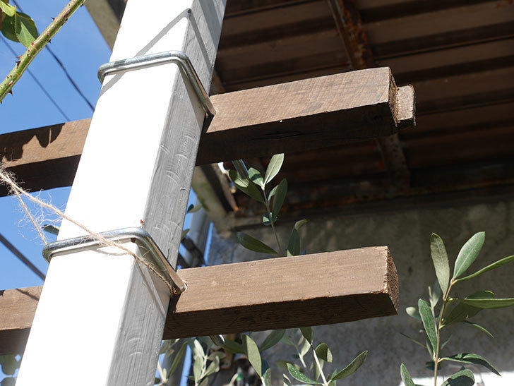 ツルバラ用の木材フェンスの補強(2)。玄関側の補強。2021年-029.jpg