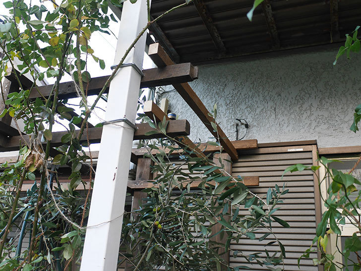 ツルバラ用の木材フェンスの補強(2)。玄関側の補強。2021年-033.jpg