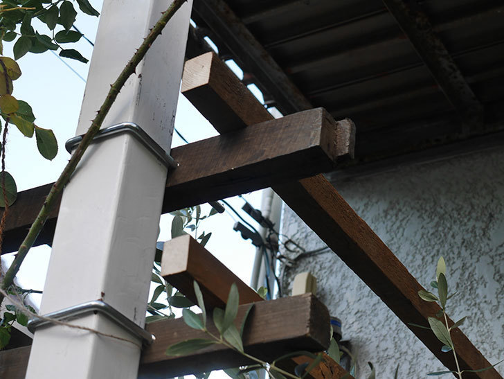 ツルバラ用の木材フェンスの補強(2)。玄関側の補強。2021年-038.jpg