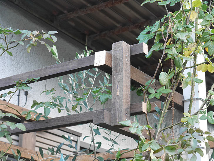 ツルバラ用の木材フェンスの補強(2)。玄関側の補強。2021年-043.jpg
