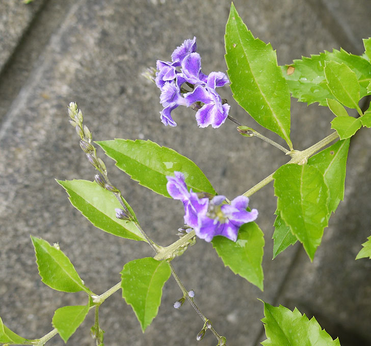 デュランタ 宝塚が咲きはじめた 16年 花 02memo日記