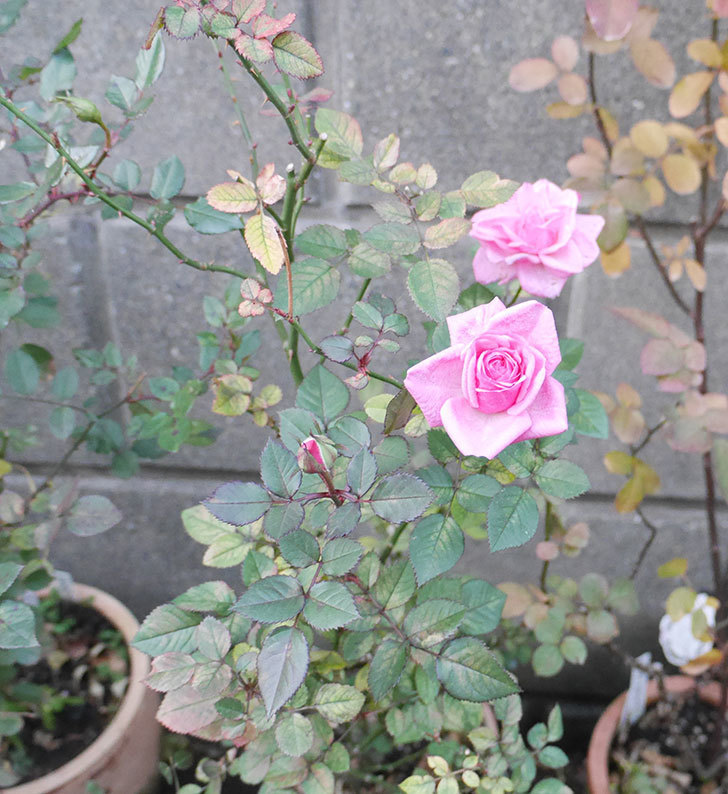 ニューヨーク・フォーエバー（ミニバラ）に濃いピンクの花が咲いた。2019年-2.jpg