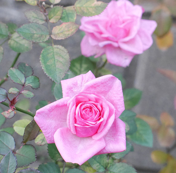 ニューヨーク・フォーエバー（ミニバラ）に濃いピンクの花が咲いた。2019年-3.jpg