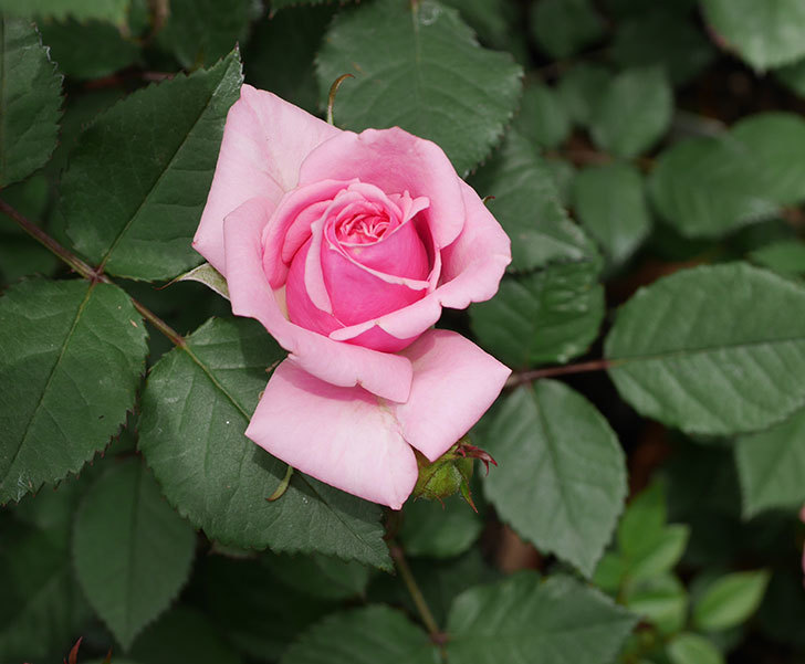 ニューヨーク フォーエバー ミニバラ の花が咲きだした 19年 バラ 02memo日記