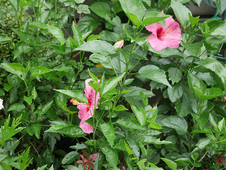 ニューロングライフ・シリーズ アドニスの花が2個一緒に咲いた。2020年-006.jpg