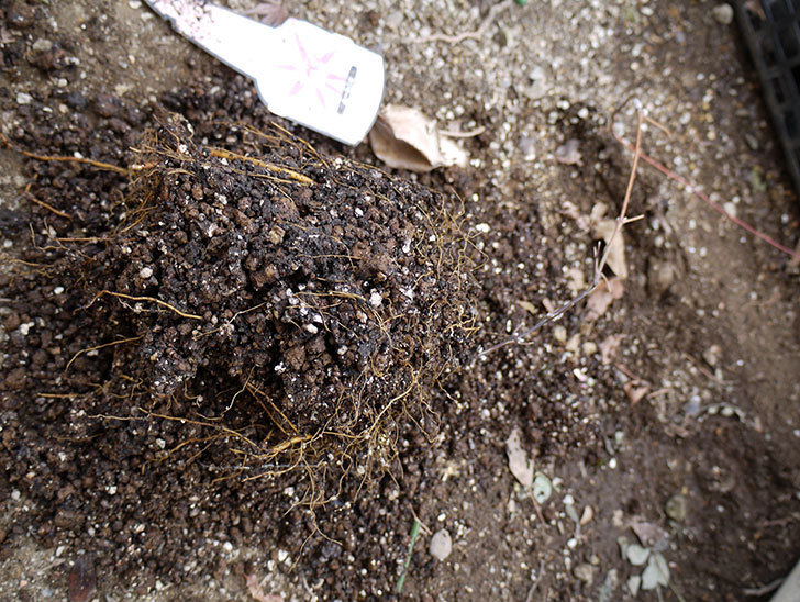 ネリモーザ(クレマチス)の鉢を地植えして誘引した。2017年-1.jpg