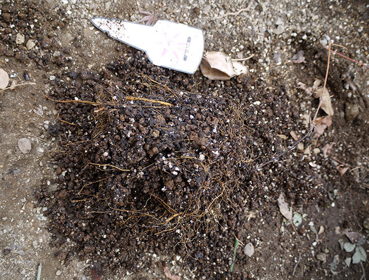 ネリモーザ(クレマチス)の鉢を地植えして誘引した。2017年-4.jpg