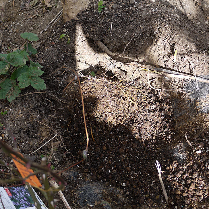 ネリモーザ(クレマチス)の鉢を地植えして誘引した。2017年-5.jpg