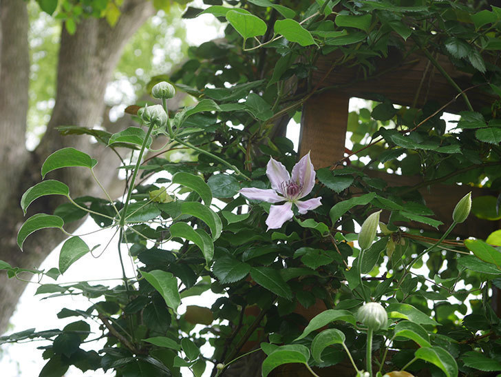 ネリモーザ（パテンス系　旧枝咲き）の花が咲きだした。2022年-004.jpg