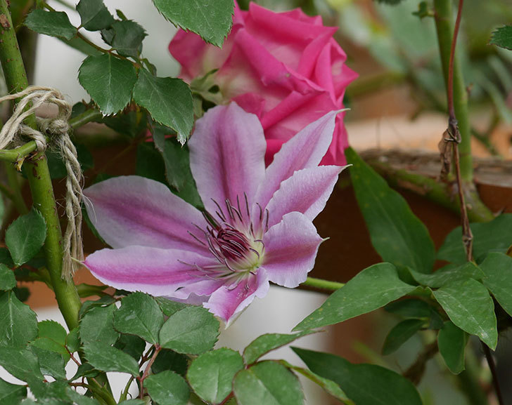 ネリモーザ パテンス系 旧枝咲き の花が増えて来た 年 クレマチス 02memo日記