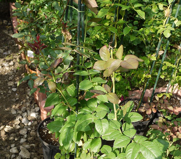 ノヴァーリス(木立バラ)の新苗を8号のEUロングスリット鉢に鉢増しした。2016年-12.jpg