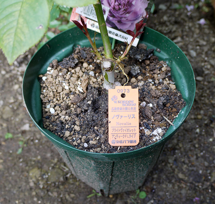 ノヴァーリス(木立バラ)の新苗を8号のEUロングスリット鉢に鉢増しした。2016年-2.jpg
