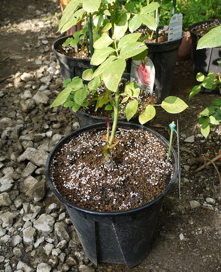 ノヴァーリス(木立バラ)の新苗を8号のEUロングスリット鉢に鉢増しした。2016年-8.jpg