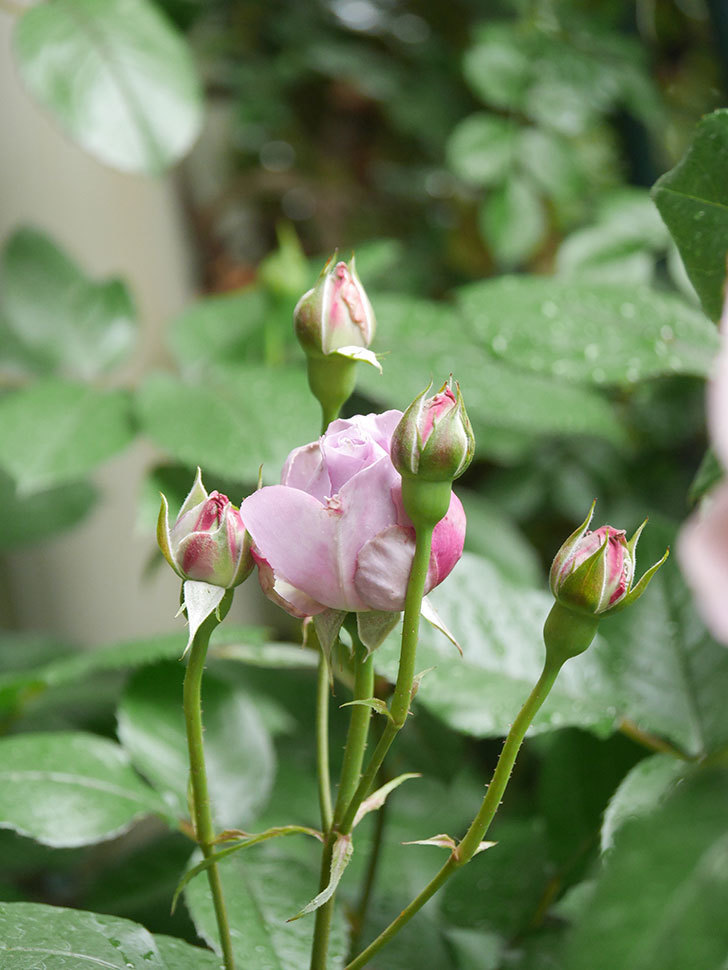 ノヴァーリス(Novalis)の花が少し咲いた。木立バラ。2021年-003.jpg