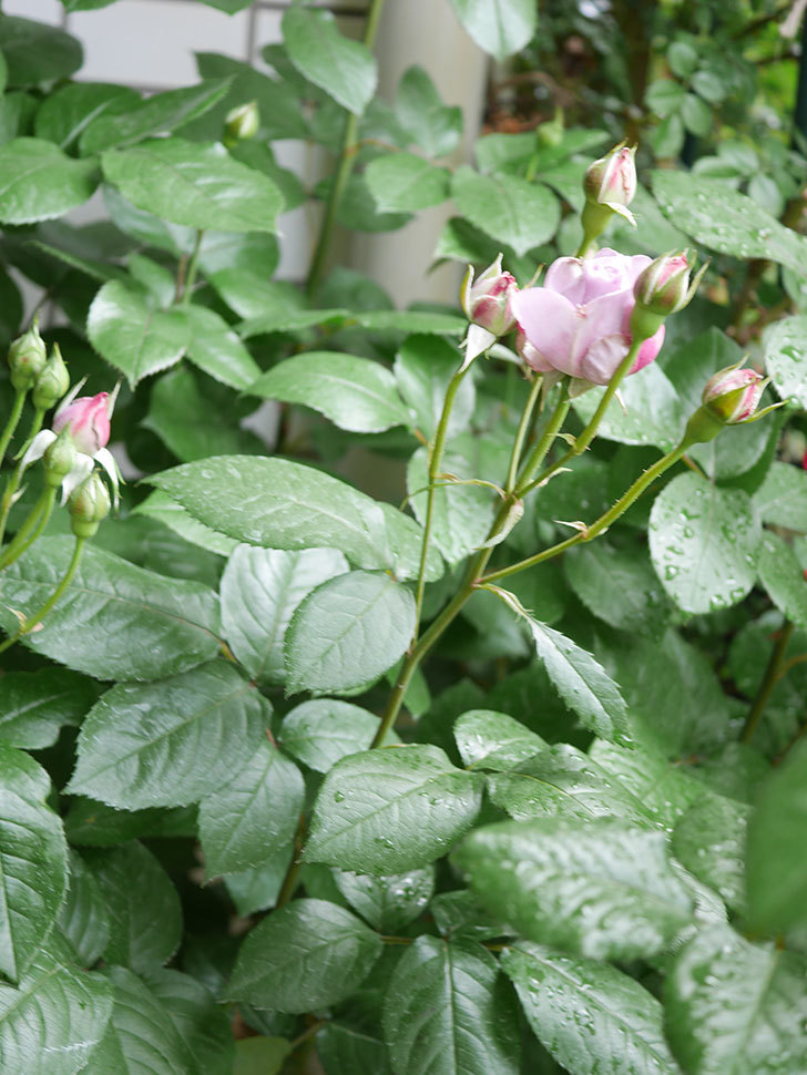 ノヴァーリス(Novalis)の花が少し咲いた。木立バラ。2021年-006.jpg